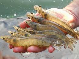 Tôm thẻ chân trắng